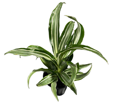 Warneckii Mini